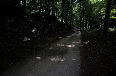 Güneşli bir günde dağın yamacında bir korunun gölgesinde patika.