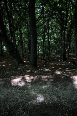 Bir dağın yamacında, bir koruluğun gölgesinde, aşağısı patika.