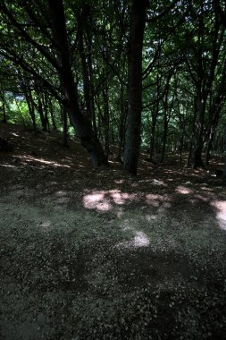 Bir dağın yamacında, bir koruluğun gölgesinde, aşağısı patika.