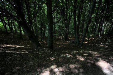 Bir dağın yamacında, bir koruluğun gölgesinde, aşağısı patika.