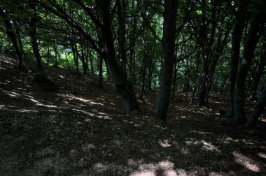 Bir dağın yamacında, bir koruluğun gölgesinde, aşağısı patika.