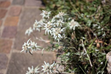 Çimlerin üzerinde çiçek açan Edelweiss yakından ve yukarıdan görülüyor.