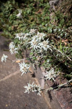 Çimlerin üzerinde çiçek açan Edelweiss yakından ve yukarıdan görülüyor.