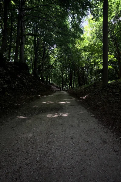 Güneşli bir günde dağın yamacında bir korunun gölgesinde patika.