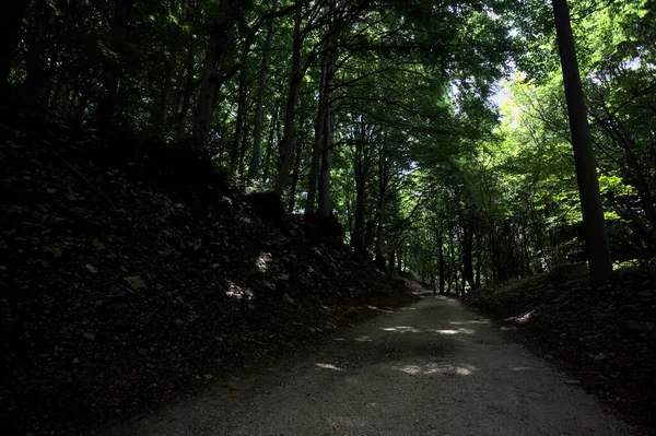 Güneşli bir günde dağın yamacında bir korunun gölgesinde patika.