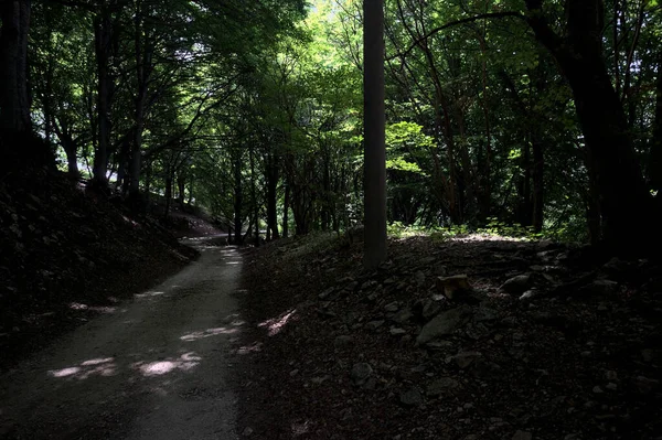 Güneşli bir günde dağın yamacında bir korunun gölgesinde patika.