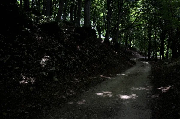 Güneşli bir günde dağın yamacında bir korunun gölgesinde patika.