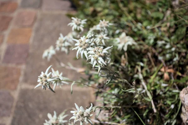 Çimlerin üzerinde çiçek açan Edelweiss yakından ve yukarıdan görülüyor.