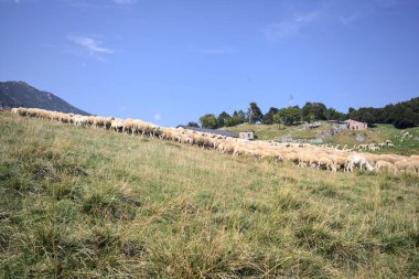 Güneşli bir günde dağlarda otlayan koyun sürüsü.
