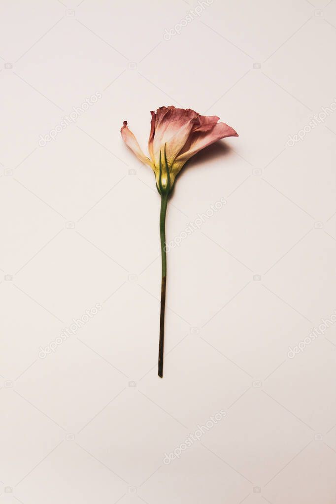 One tender pink flower of eustoma on beige background (vertical photo)