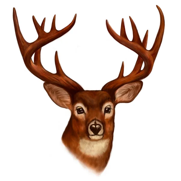 Drawn Deer Portrait Detailed Drawing Isolated Orange Brown Colors White — Stock Photo, Image