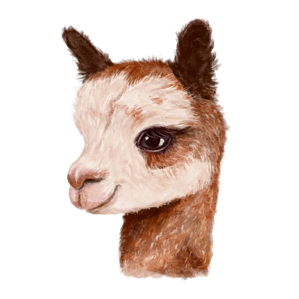 Ilustracja Portretu Ślicznej Rudej Lamy Alpaki Dziecko Jest Półbocznym Zwierzęciem — Zdjęcie stockowe