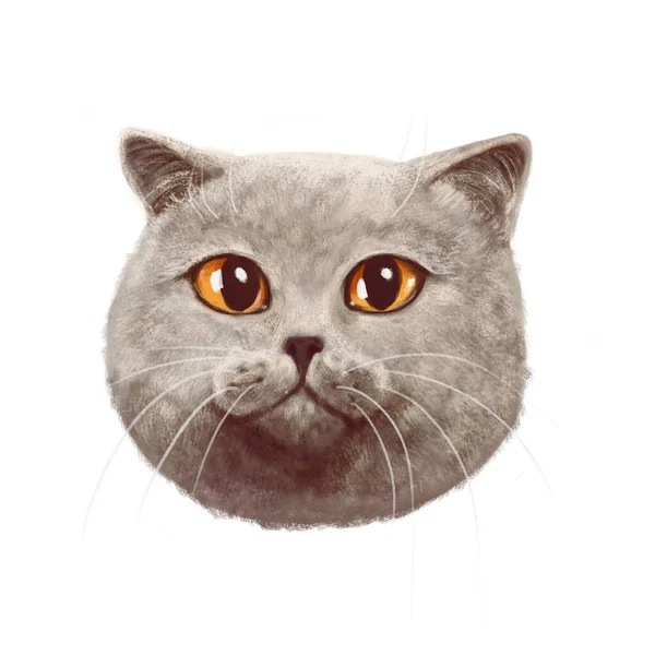illustration of hand-drawn portrait of a cat on a white background. Very cute gray British cat looking straight. Very charming cartoon detailed portrait
