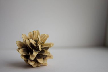 Beyaz arka planda kuru kozalak çamı