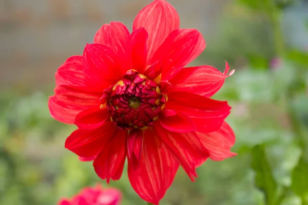 公園内の赤い美しい大きな花 — ストック写真