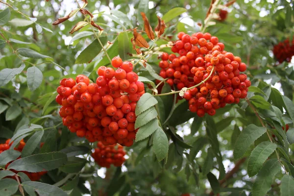 Rowan Muito Bonito Cazaquistão Imagem De Stock