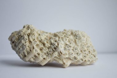 Beyaz arka planda deniz olan alışılmadık eski deniz kabuğu