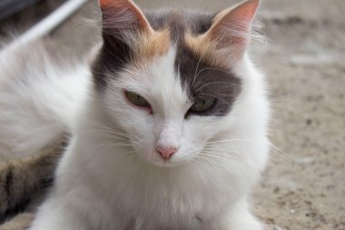 Evde çok renkli şirin bir kedi var.