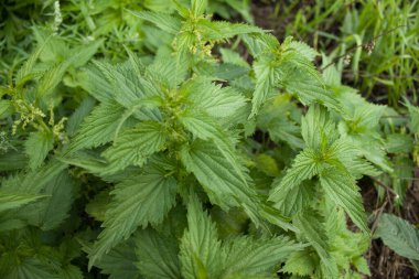 Yazın bir sürü yeşil ısırgan otu