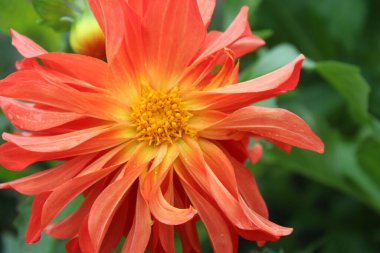 Yazın çok güzel kırmızı çiçek