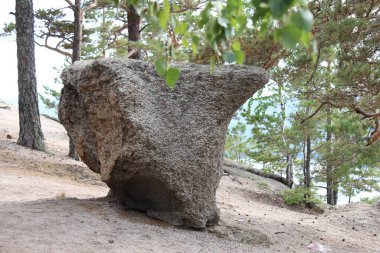 Çam ormanındaki eski büyük bir taş. Bu güzel yer Kazakistan 'da, Burabay tatil köyü bölgesinde.