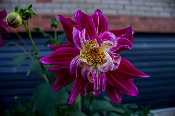 아름다운 국화꽃 꽃봉오리 — 스톡 사진