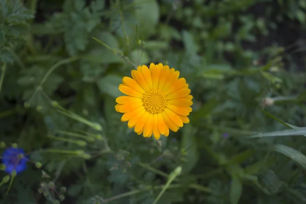 非常に美しい菊 休日の黄色の芽 暑い夏の天気 — ストック写真