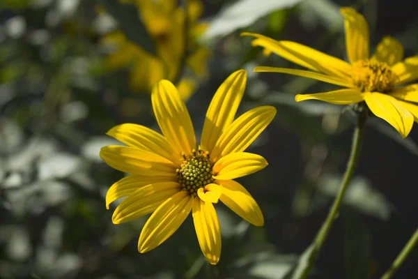非常に美しい菊 休日の黄色の芽 暑い夏の天気 — ストック写真