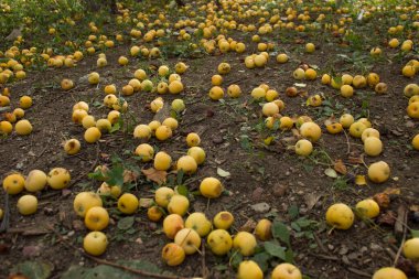 Sonbahar geldi, elma bahçesine elmalar düşüyor.
