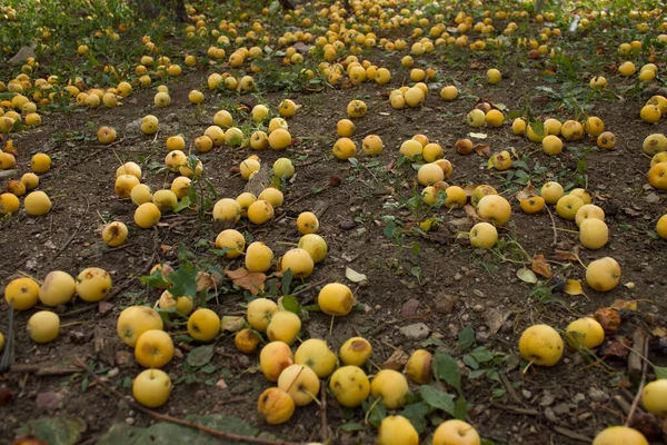 Autumn has come, apples are falling in the apple orchard