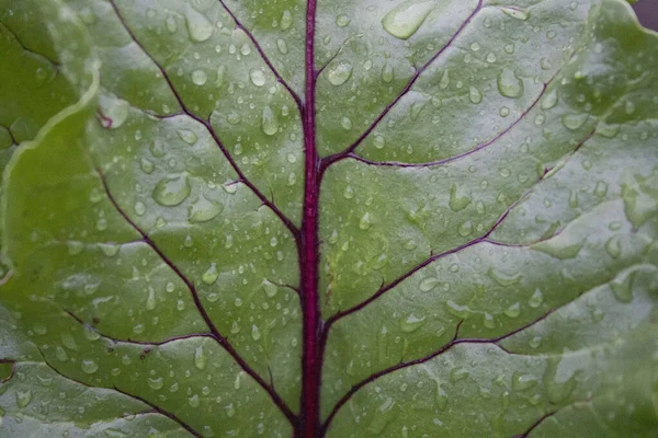 Hoja Remolacha Después Lluvia Primer Plano — Foto de Stock