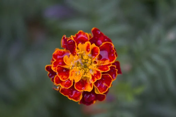 Regen Goudsbloem Close — Stockfoto