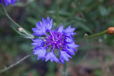 Aromatik paskalya ile doğal desen. Yakın plan..