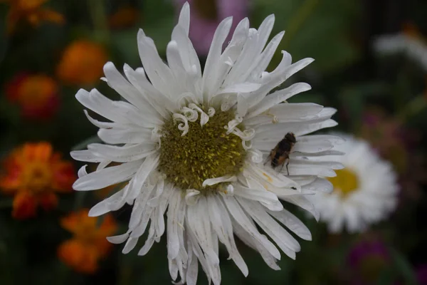 Aromatik Paskalya Ile Doğal Desen Yakın Plan — Stok fotoğraf