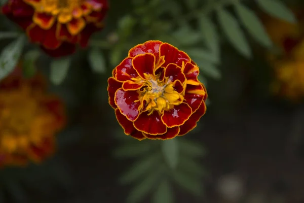 Cerca Hermosa Flor Caléndula Tagetes Fondo Tarjeta Boda —  Fotos de Stock