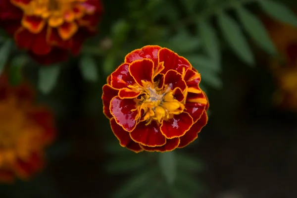 Cerca Hermosa Flor Caléndula Tagetes Fondo Tarjeta Boda —  Fotos de Stock