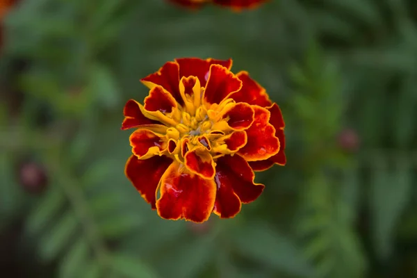 Cerca Hermosa Flor Caléndula Tagetes Fondo Tarjeta Boda —  Fotos de Stock