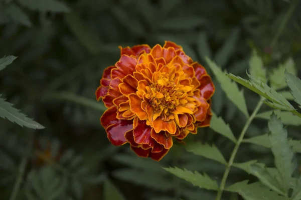 美しいマリーゴールドの花を閉じます タグの背景 結婚式のカード — ストック写真