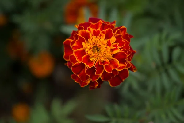 Cerca Hermosa Flor Caléndula Tagetes Fondo Tarjeta Boda —  Fotos de Stock