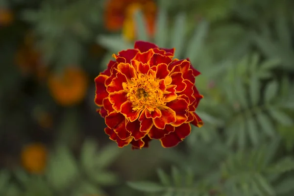 Cerca Hermosa Flor Caléndula Tagetes Fondo Tarjeta Boda —  Fotos de Stock