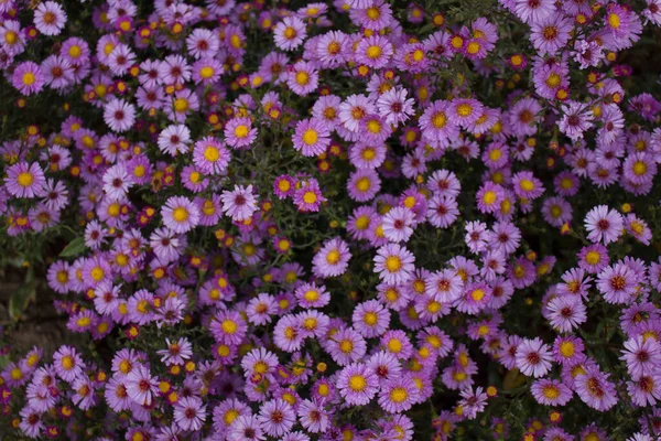 Красивые Хризантемы Фиолетовый Бутон Праздника Жаркую Летнюю Погоду — стоковое фото