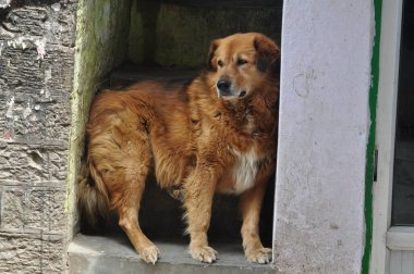 Serseri bir Himalaya dağ köpeği Hindistan 'daki Mcleod Ganj, Dharamsala' daki bir Tibet lokantasının girişine sığınıyor.