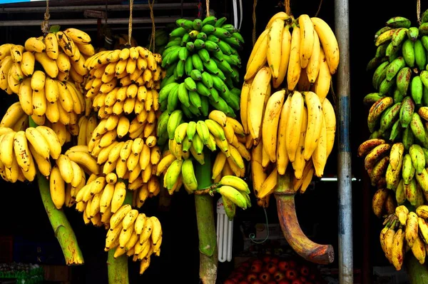 남부의 케랄라에 바나나 품종들 바나나 이곳에서도 과일이며 사막을 만드는데 — 스톡 사진