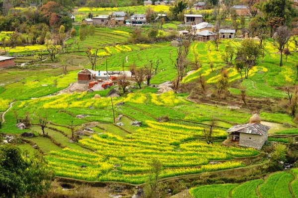 Terraced mustard fields in Kangra valley, Himachal Pradesh, India.
