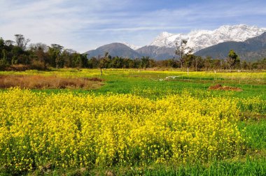 Kangra Vadisi 'ndeki hardal tarlaları, Himachal Pradesh, Hindistan Himalayalar' ın karla kaplı zeminine karşı.. 