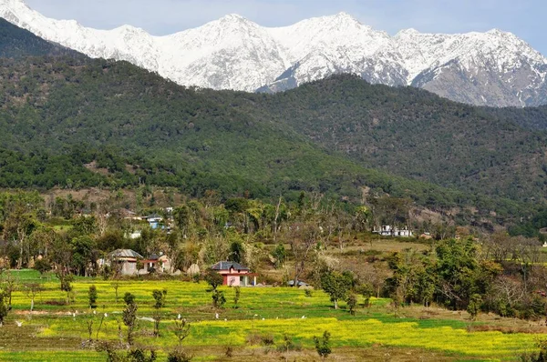 Mosterdvelden Kangra Vallei Himachal Pradesh India Tegen Achtergrond Van Sneeuw — Stockfoto