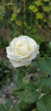 Beyaz gül çok güzel.