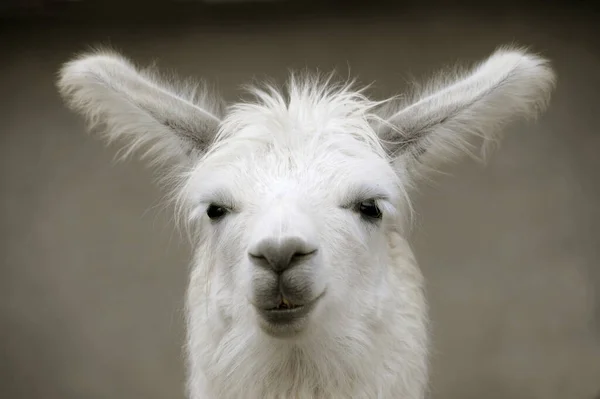 A white lama looks straight forward is listening in a farm