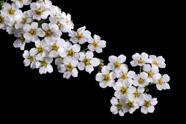 Flores Brancas Sobre Fundo Preto Foto Alta Qualidade — Fotografia de Stock