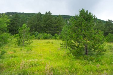 Küçük dağ köknar ağaçları grubu